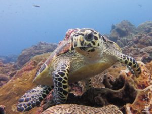 Hawksbille Turtle (Eretmochelys imbricata). First prize. Itziar Aretxaga. Verasub 2017. Cathegory: compact camera, landscape