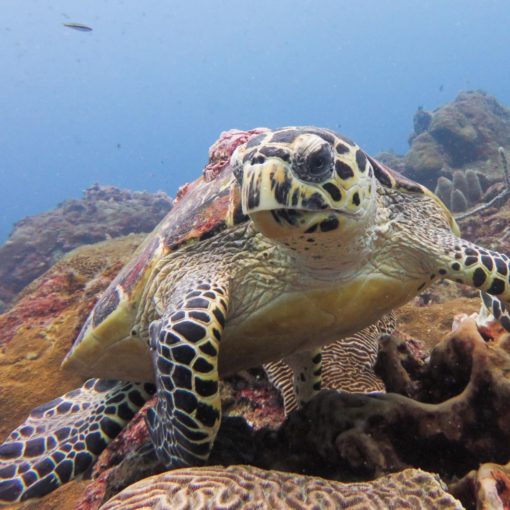 Hawksbille Turtle (Eretmochelys imbricata). First prize. Itziar Aretxaga. Verasub 2017. Cathegory: compact camera, landscape