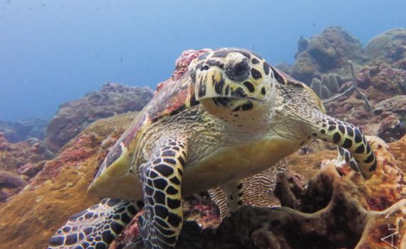 Hawksbille Turtle (Eretmochelys imbricata). First prize. Itziar Aretxaga. Verasub 2017. Cathegory: compact camera, landscape