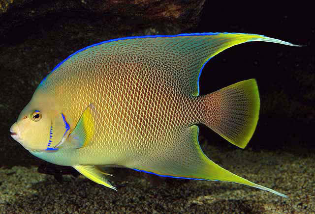 Blue Angelfish